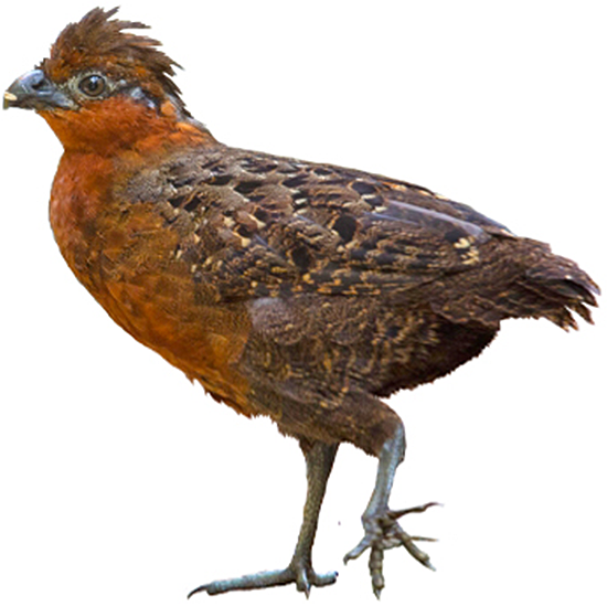 Chestnut Wood Quail